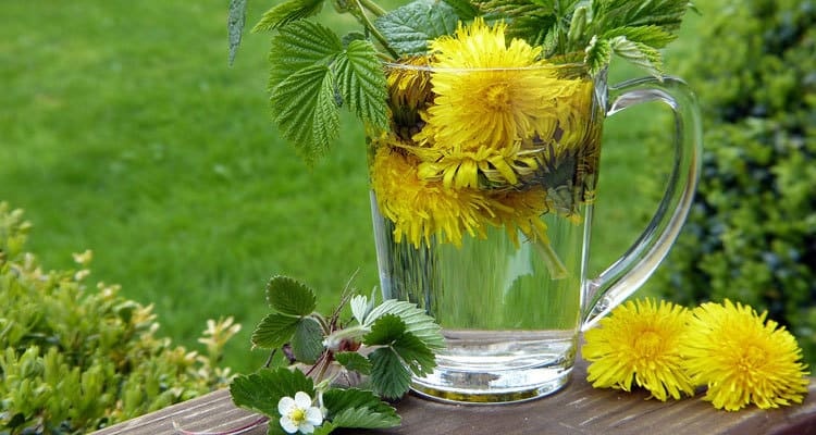 نحوه مصرف گل قاصدک برای پاکسازی کبد