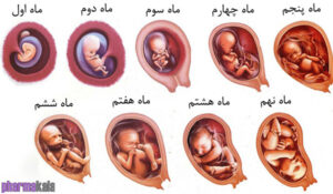 ماه هشتم بارداری