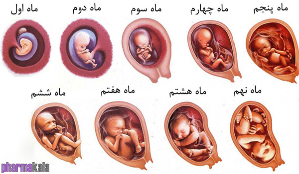 همه چیز در مورد ماه اول بارداری همه چیز در مورد ماه اول بارداری