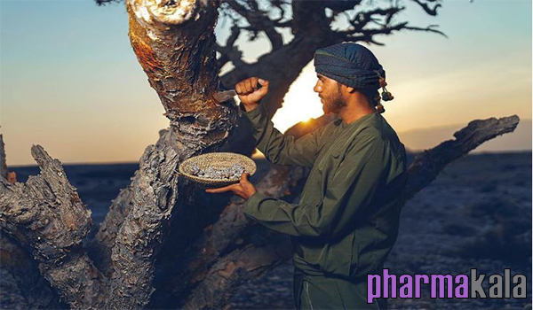 خواص کندر و تاثیر کندر در لاغری خواص کندر و تاثیر کندر در لاغری