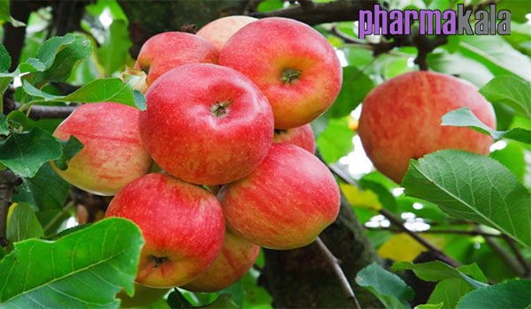 غذاهایی که کربوهیدرات دارند غذاهایی که کربوهیدرات دارند