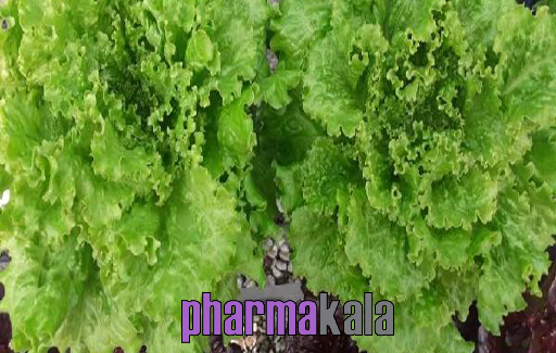 ۱۰ ماده غذایی برتر برای تقویت سیستم ایمنی بدن ۱۰ ماده غذایی برتر برای تقویت سیستم ایمنی بدن