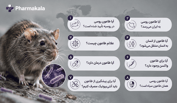 طاعون روسی چیست؟ آیا به ایران میرسد؟ علائم و واقعیت ماجرا طاعون روسی چیست